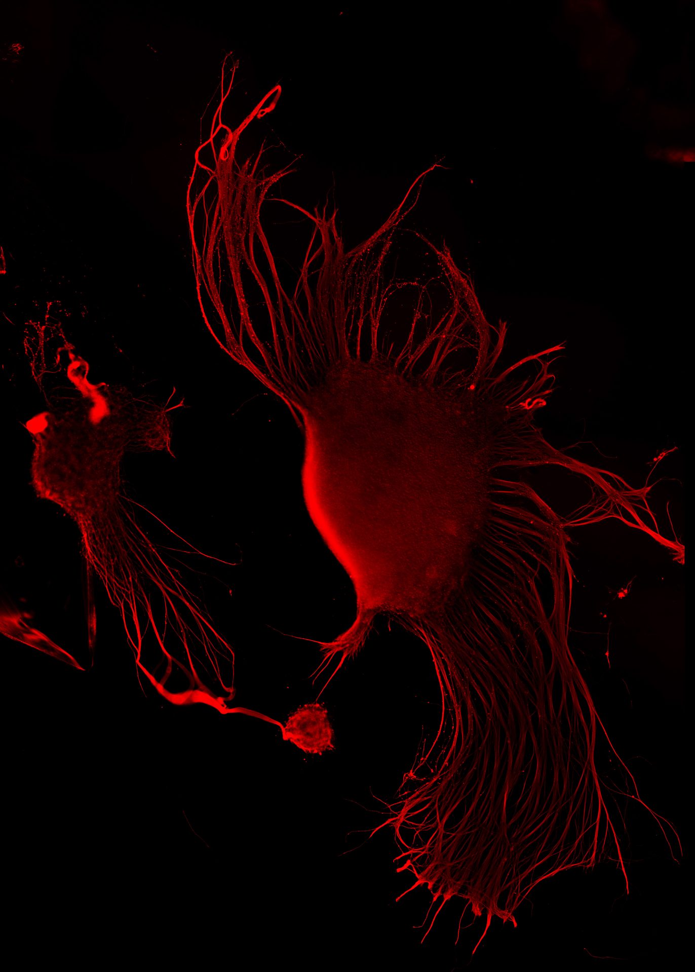 cellF neurons