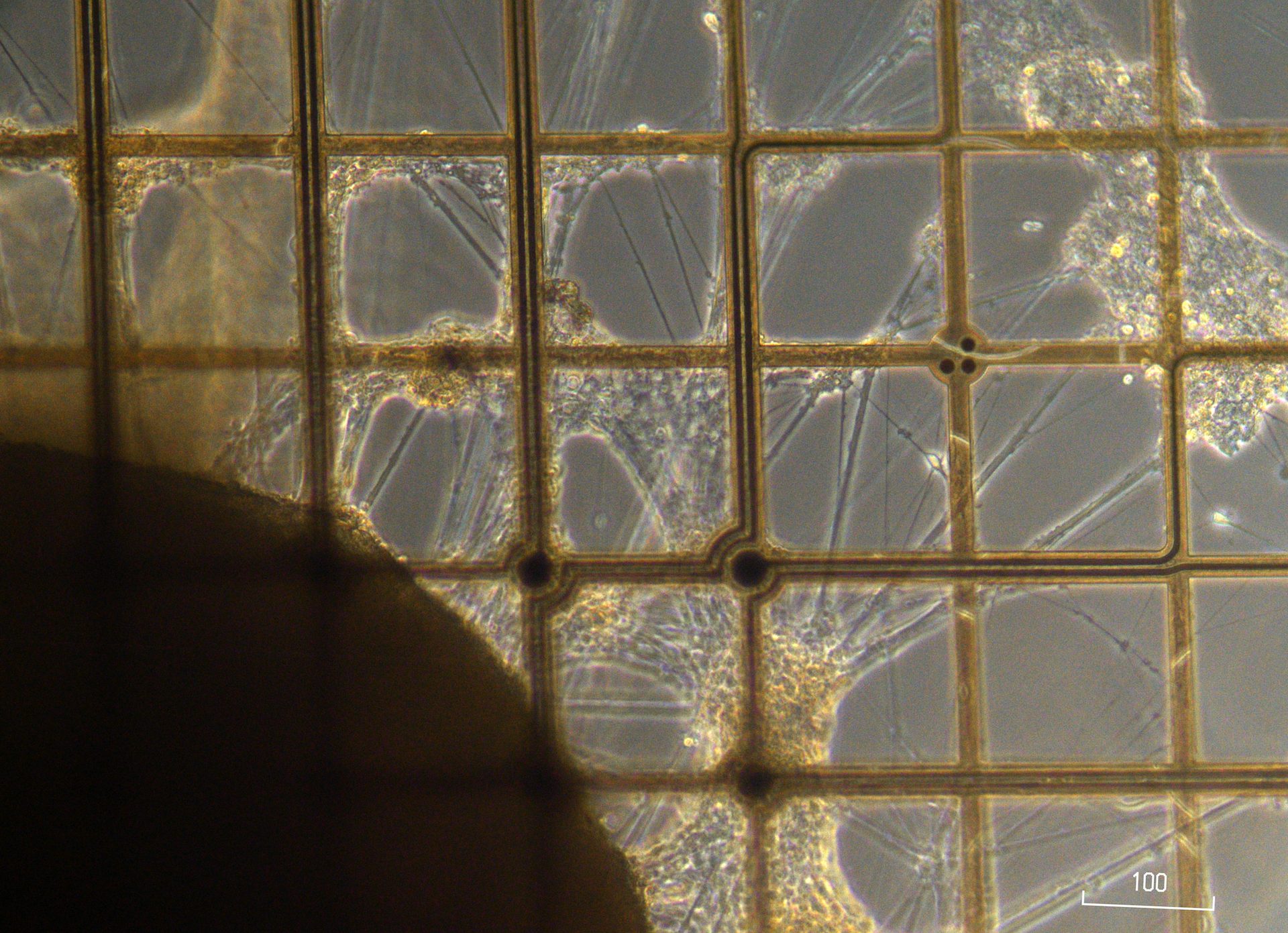 Organoid